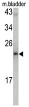 Western blot analysis of MCT-1 antibody (N-term) in mouse bladder tissue lysates (35ug/lane). MCTS1 (arrow) was detected using the purified Pab.