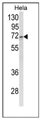 Western blot analysis of ASPSCR1/TUG Antibody (C-term) in Hela cell line lysates (35ug/lane). ASPSCR1 (arrow) was detected using the purified Pab.