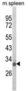 Western blot analysis of OLIG3 Antibody (Center) in mouse spleen tissue lysates (35ug/lane). OLIG3 (arrow) was detected using the purified Pab.