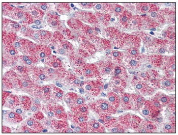 Immunohistochemistry: GPR126 antibody staining of Formalin-Fixed, Paraffin-Embedded Human Liver.