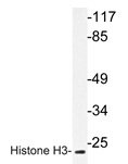 Western blot analysis of Histone H3 antibody (Cat.-No.: AP20304PU-N) in extracts from 293 cells. Western blot analysis of Histone H3 antibody (Cat.-No.: AP20304PU-N) in extracts from 293 cells.