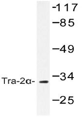 Western blot (WB) analysis of Tra-2alpha antibody (Cat.-No.: AP20440PU-N) in extracts from COS-7 cells.