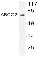 Western blot (WB) analysis of ABCG2 antibody (Cat.-No.: AP20605PU-N) in extracts from HT-29 cells.