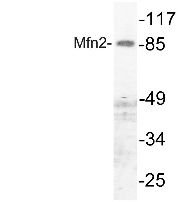 Western blot (WB) analysis of Mfn2 antibody (Cat.-No.: AP20775PU-N) in extracts from HuvEc cells.