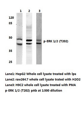 Western blot (WB) analyzes of p-ERK 1/2 antibody (Cat.-No.: AP20845PU-N)