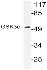 Western blot (WB) analyzes of GSK3alpha pAb in extracts from CV-1 cells.