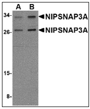 Western blot analysis of NIPSNAP3A in mouse brain tissue lysate with NIPSNAP3A antibody (AP23003PU-N) at (A) 0.5 and (B) 1 ug/ml