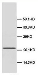 CREB antibody is shown to detect CREB-1 present in Raji B cell nuclear extract lysates. Detection occurs using a 1/1,000 dilution of antibody followed by 1/5,000 dilution of HRP Goat-anti Rabbit IgG with visualization via ECL. Film exposure approximately 1'. Other detection systems will yield similar results.