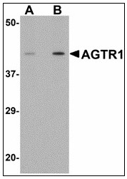 Western Blot of HRP conjugated anti-Goat IgG antibody R1318HRP showing detection of 50ng of Goat IgG (Lane 1) but not Human IgG (Lane 2). Samples were separated by 4-20% SDS-PAGE under reducing conditions and transferred to nitrocellulose membrane. The blot was blocked overnight at 4°C in 5% BSA in TBS. A 1/5,000 dilution of antibody in Blocking Buffer for Fluorescent Western Blotting was used to probe the membrane at RT for 1 h. The image was developed using Chemiluminescent FemtoMax™ Super Sensitive HRP Substrate (p/n Femtomax-020) for one minute.
