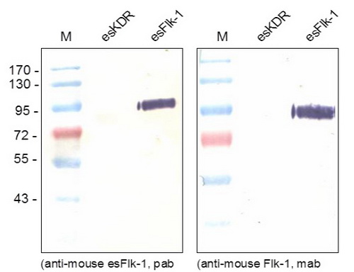 Western blot was performed using monoclonal anti-Mouse esFlk-1 (Cat.-No DM3522P) recognizing the soluble as well as the transmembrane form of Flk-1 and poyclonal antibody (Cat.-No AP26035PU) directed against the unique C-terminal end of the endogenous esFl