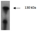 Western Blot of Peroxidase Conjugated Goat Anti-Rabbit Antibody: Lane 1: HeLa Whole Cell Lysate. Lane 2: NIH/3T3 Whole Cell Lysate. Load: 10ug per lane. Primary antibody: Beta Actin Antibody at 1/1000 for overnight at 4°C. Secondary antibody: Peroxidase Conjugated Goat Anti-Rabbit Antibody at 1:40,000 for 30 min at RT. Block: MB-070 for 30 min at RT .Predicted/Observed size: 42 kDa.