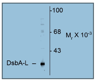 Figure 1. Immunoblotting. Affinity purified antibody to yeast Rad9 (pan reactive) was used at a 1:200 dilution incubated 8 h at room temperature to detect Rad9 by Western blot. Lanes were loaded with 50 ng each of recombinant GST fusion protein containing