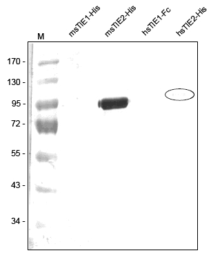 Western analysis of recombinant Human and Mouse sTIE-1 and sTIE-2 with a Polyclonal antibody directed against Mouse recombinant sTIE-2. There is a very weak cross reactivity with Human sTIE-2 but not with Human and Mouse sTIE-1 visible.