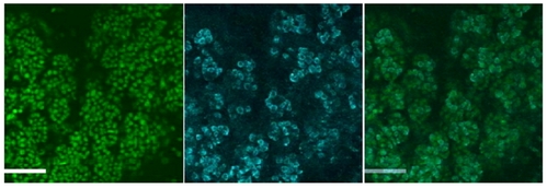 AP31966PU-N (4 g/ml) staining of Mouse SubMandibular Gland cells at E18. Nuclear counterstain with DAPI in green.