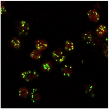 LVA Antibody staining at 10 ug/ml (red, AlexaFluor 555) of Drosophila S2 cells, co-stained with MG130 Rabbit antibody (green, AlexaFluor 488). The yellow spots indicate co-localization of the two proteins. Data obtained by F. Riedel and S Munro, MRC Laboratory of Mol Biol, Cambridge, UK