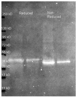 Western blot using Rabbit anti Ovalbumina antibody at 1/5000 for overnight at 4°C. Lane 1: ~1 ug Ovalbumin protein reduced.Lane 2: 0.25 ug Ovalbumin protein reduced. Lane 3: ~1 ug Ovalbumin protein non-reduced. Lane 4: 0.25 ug Ovalbumin protein non-reduced. Secondary antibody: Atto 425 conjugated goat anti rabbit secondary antibody at 1/10,000 for 1.5 hr at RT. Blocking buffer overnight at 4°C. Predicted/observed size: 42.9 kDa, ~36 kDa for Ovalbumin. Other band (s): none.