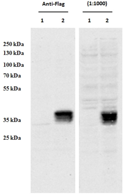 HEK293 overexpressing Human CCDC3 with C-terminal tag (DYKDDDDK) and probed with anti-DYKDDDDK in the left panel and with CCDC3 Antibody (0.5 ug/ml) in the right panel (empty vector transfection in first lanes). Data obtained from Dr. YangXin Fu, Dept Oncology, University of Alberta, Edmonton, Canada.