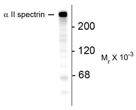 Western blot (1:1000 dilution) and immunohistochemistry (1:100 dilution) analyses using transgenic mice expressing GFP. Secondary antibody used for immunohistochemistry is tetramethyl rhodamine-labeled anti-chicken IgY.