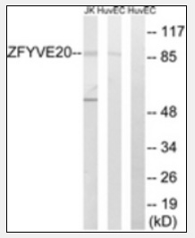 HEK293T cells were transfected with the pCMV6-ENTRY mGFP cDNA and the cell lysates were collected after 48 hours. 0ug, 0.1ug, 0.2ug, 0.4ug, 0.8ug, 1.6ug of lysates (lane 1 to lane 6 respectively) were separated by SDS-PAGE and immunoblotted with Rabbit mGFP polyclonal antibody (TA150122) at 1:5000.