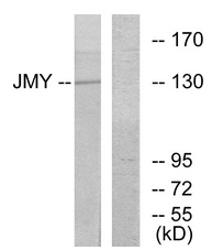 Western blot of extracts from COLO cells, using JMY Antibody. The lane on the right is treated with the synthesized peptide.