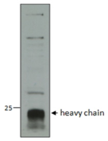 Western blot was performed on protein extracts from HEK293 cells transfected with a myc-tagged Cas9 using the CRISPR/Cas9 antibody as well as two commercially available purified monoclonal myc tag antibodies (supplier A and B). The three antibodies were used at different dilutions (antibody stocks: purified monoclonal Myc A 1ug/ul, Myc B 1ug/ul and Cas9 1.9ug/ul). The ladder has been revealed by using the HRP coupled Blue ladder antibody. Exposure time was 1 hour.