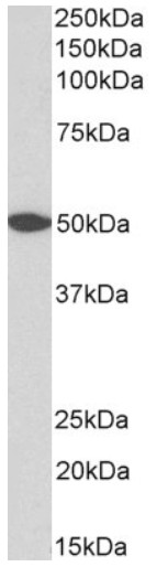 HEK293T cells were transfected with the pCMV6-ENTRY control (Left lane) or pCMV6-ENTRY E2-Crimson (JA1132-C07, Right lane) cDNA for 48 hrs and lysed. Equivalent amounts of cell lysates (5ug per lane) were separated by SDS-PAGE and immunoblotted with anti-E2-Crimson (1:500).