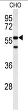 Western blot analysis of ACTR5 Antibody (C-term) in CHO cell line lysates (35ug/lane). ACTR5 (arrow) was detected using the purified Pab.
