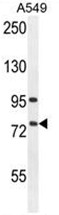 ALOX12B Antibody (C-term) western blot analysis in A549 cell line lysates (35ug/lane).This demonstrates the ALOX12B antibody detected the ALOX12B protein (arrow).