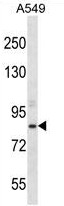Western Blot: TPX2 Antibody TA301667 - Analysis of TPX2 expression in 1) HeLa, 2) Ntera2, 3) K-562 and 4) Raji whole cell lysates using NB500-179.