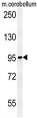 C12orf30 Antibody (Center) western blot analysis in mouse cerebellum tissue lysates (15ug/lane).This demonstrates the C12orf30 antibody detected C12orf30 protein (arrow).