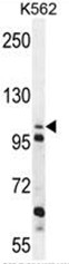 C4orf21 Antibody (N-term) western blot analysis in K562 cell line lysates (35ug/lane).This demonstrates the C4orf21 antibody detected the C4orf21 protein (arrow).