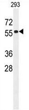 CC85C Antibody (N-term) western blot analysis in 293 cell line lysates (35ug/lane).This demonstrates the CC85C antibody detected the CC85C protein (arrow).