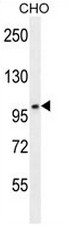 CCDC39 Antibody (C-term) western blot analysis in CHO cell line lysates (35ug/lane).This demonstrates the CCDC39 antibody detected the CCDC39 protein (arrow).