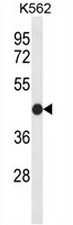 Western blot analysis of CLDN15 Antibody (Center) in K562 cell line lysates (35ug/lane). CLDN15 (arrow) was detected using the purified Pab.