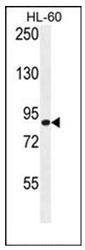 Western blot analysis of DCDC5 Antibody (C-term) in HL-60 cell line lysates (35ug/lane). This demonstrates the DCDC5 antibody detected the DCDC5 protein (arrow).