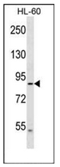 Western blot analysis of DNAH2 Antibody (N-term) in HL-60 cell line lysates (35ug/lane). This demonstrates the DNAH2 antibody detected the DNAH2 protein (arrow).