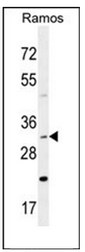 Western blot analysis of DNAJB13 Antibody (Center) in Ramos cell line lysates (35ug/lane). This demonstrates the DNAJB13 antibody detected the DNAJB13 protein (arrow).