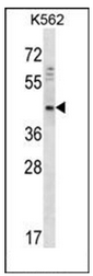 Western blot analysis of DOC2A Antibody in K562 cell line lysates (35ug/lane). This demonstrates the DOC2A antibody detected the DOC2A protein (arrow).