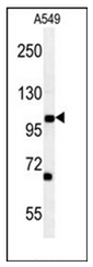 TA302812 staining (0.1ug/ml) of Hela lysate (RIPA buffer, 35ug total protein per lane). Primary incubated for 1 hour. Detected by western blot using chemiluminescence.