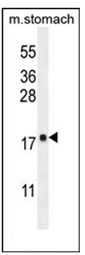 Western blot analysis of DYNLRB2 Antibody in mouse stomach tissue lysates (35ug/lane).