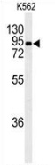 Western blot analysis of EFHC2 (arrow) in K562 cell line lysates (35ug/lane) using EFHC2 antibody. (N-term).