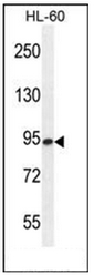 Western blot analysis of ENASE Antibody in HL-60 cell line lysates (35ug/lane). This demonstrates the ENASE antibody detected the ENASE protein (arrow).