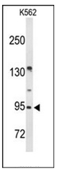 Western blot analysis of FAM5C Antibody (N-term) in K562 cell line lysates (35ug/lane). FAM5C (arrow) was detected using the purified Pab.