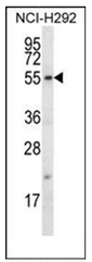 Western blot analysis of FBXO15 Antibody (N-term) in NCI-H292 cell line lysates (35ug/lane). This demonstrates the FBXO15 antibody detected the FBXO15 protein (arrow).