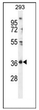 Western blot analysis of FOLR4 Antibody (N-term) in 293 cell line lysates (35ug/lane). This demonstrates the FOLR4 antibody detected the FOLR4 protein (arrow).