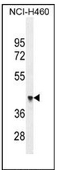 Western blot analysis of OXD4-like 1 Antibody (N-term) in NCI-H460 cell line lysates (35ug/lane).