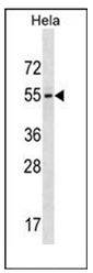 Western blot analysis of GALR3 Antibody (C-term) n in Hela cell line lysates (35ug/lane).This demonstrates the GALR3 antibody detected the GALR3 protein (arrow).