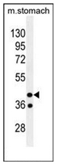 Western blot analysis of GIN1 Antibody (C-term) in mouse stomach tissue lysates (35ug/lane). This demonstrates the GIN1 antibody detected the GIN1 protein (arrow).