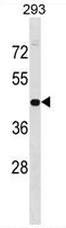 GPN1 Antibody (C-term) western blot analysis in 293 cell line lysates (35ug/lane).This demonstrates the GPN1 antibody detected the GPN1 protein (arrow).