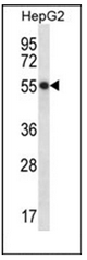 Western blot analysis of hepaCAM Antibody (C-term) in HepG2 cell line lysates (35ug/lane). This demonstrates the HEPACAM antibody detected the HEPACAM protein (arrow).